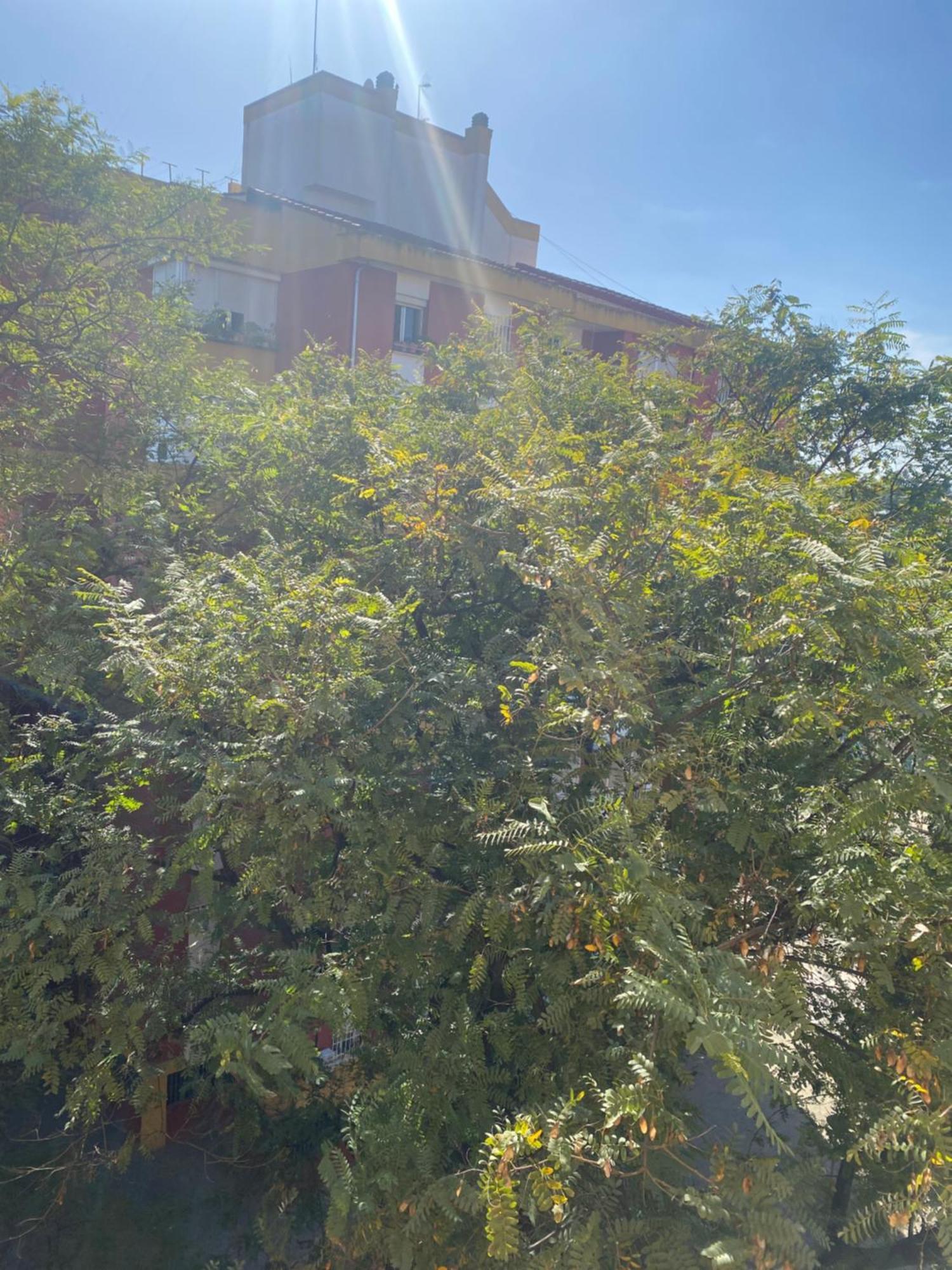 Shared Apartment! Piso Compartido! Общая Квартира! Sevilla Buitenkant foto